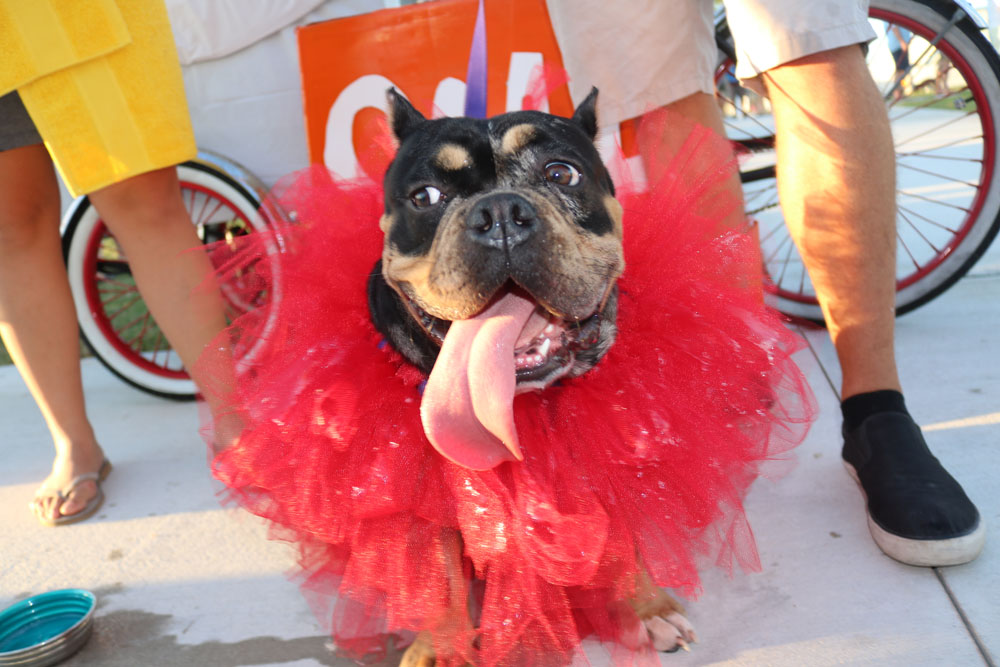 Pet Masquerade 2018 photo - Duval Street, Key West